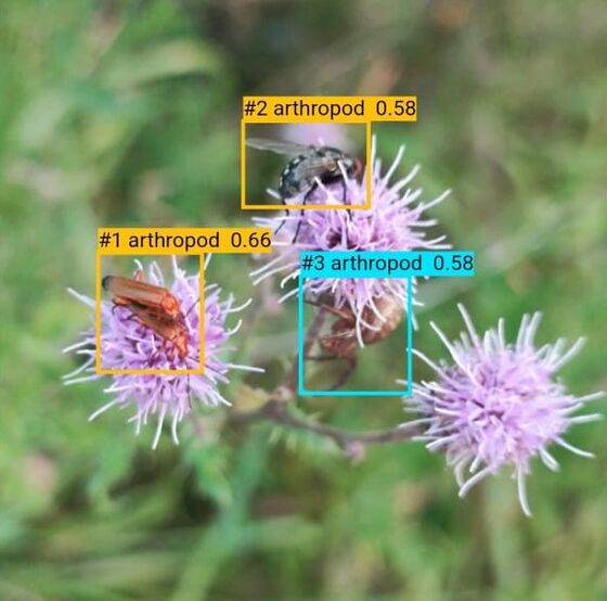 FaunaPulse detection boxes around three insects on thistle flowers