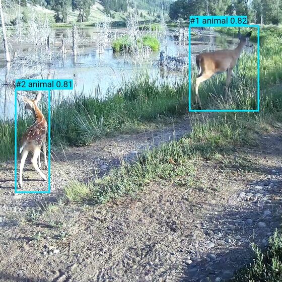 FaunaPulse detection boxes around a deer and a fawn by a pond